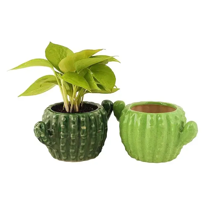 Leafy Tales Cactus Ceramic Pot Set on Amazon India